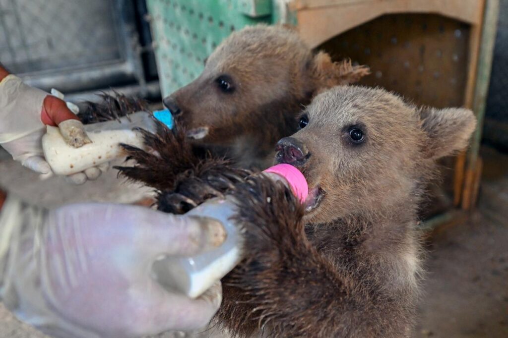 74750020250625083453